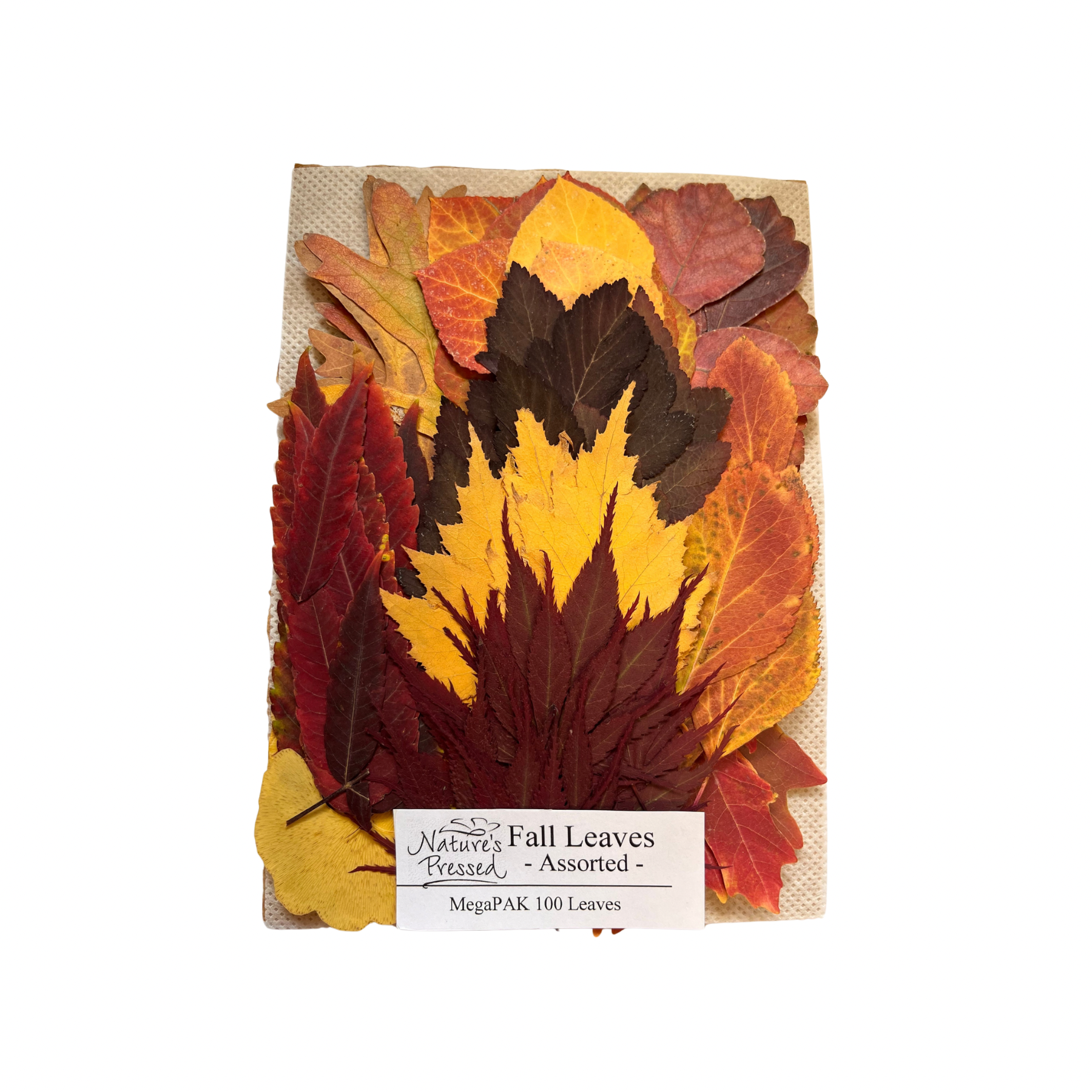 Fall Assorted 100 Leaves