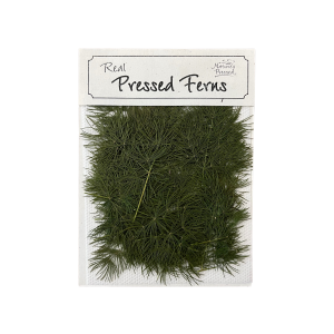 Ming Fern
